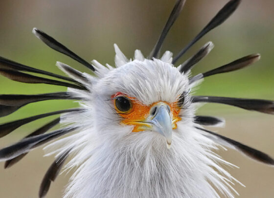 'You will be shocked if you know the special features of the Secretary Bird.'