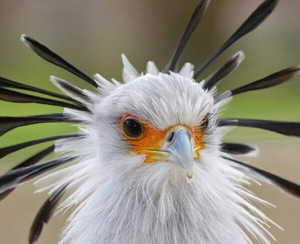 'You will be shocked if you know the special features of the Secretary Bird.'