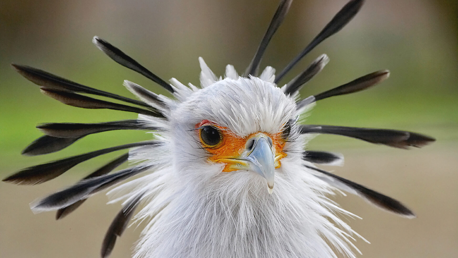 'You will be shocked if you know the special features of the Secretary Bird.'
