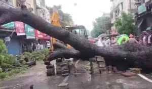 Rain disaster in Delhi.. One person dies after tree falls on bike