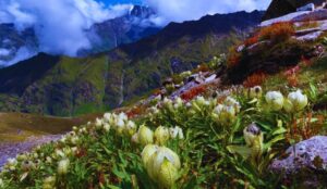 What is the story of Brahma lotus?