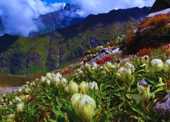 What is the story of Brahma lotus?