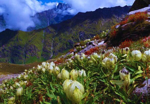 What is the story of Brahma lotus?