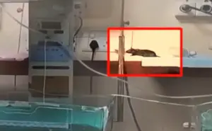 Rats kill babies at Maharaja Yashwant Hospital, Indore, Madhya Pradesh