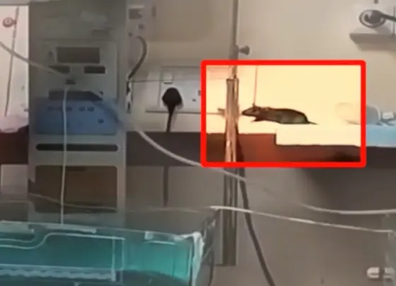 Rats kill babies at Maharaja Yashwant Hospital, Indore, Madhya Pradesh