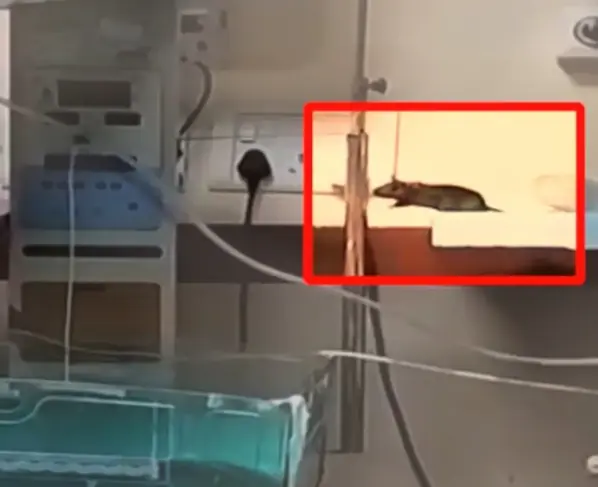 Rats kill babies at Maharaja Yashwant Hospital, Indore, Madhya Pradesh