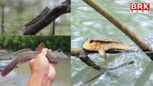 A strange fish that climbs trees..