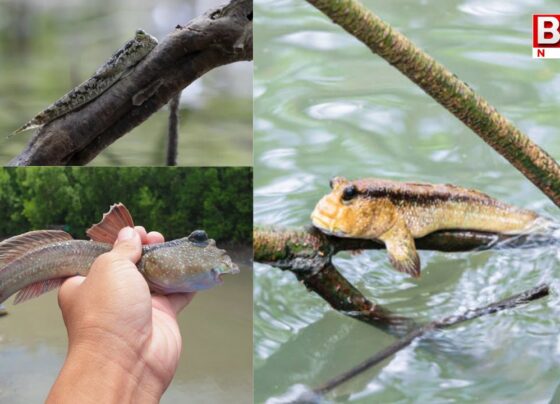 A strange fish that climbs trees..