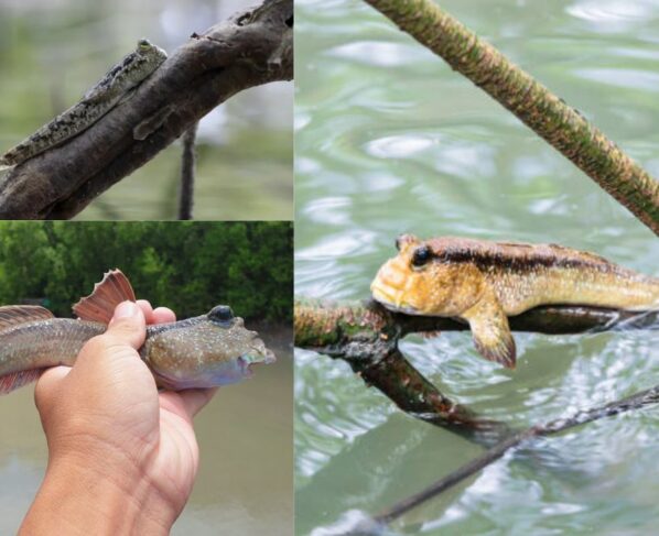 A strange fish that climbs trees..