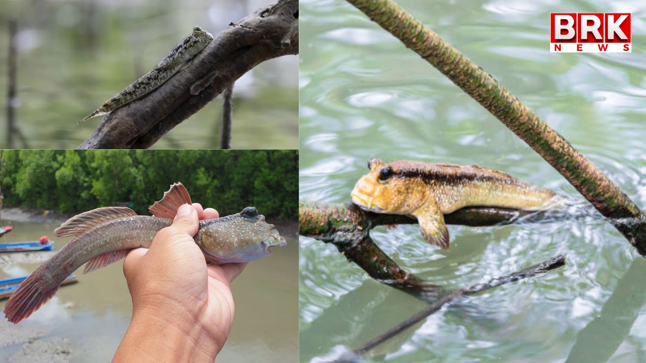 A strange fish that climbs trees..