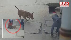 Pit bull attack boy in Delhi, near severed