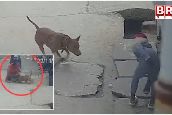 Pit bull attack boy in Delhi, near severed