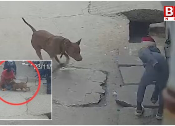 Pit bull attack boy in Delhi, near severed