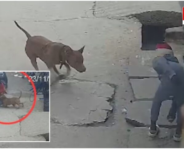 Pit bull attack boy in Delhi, near severed